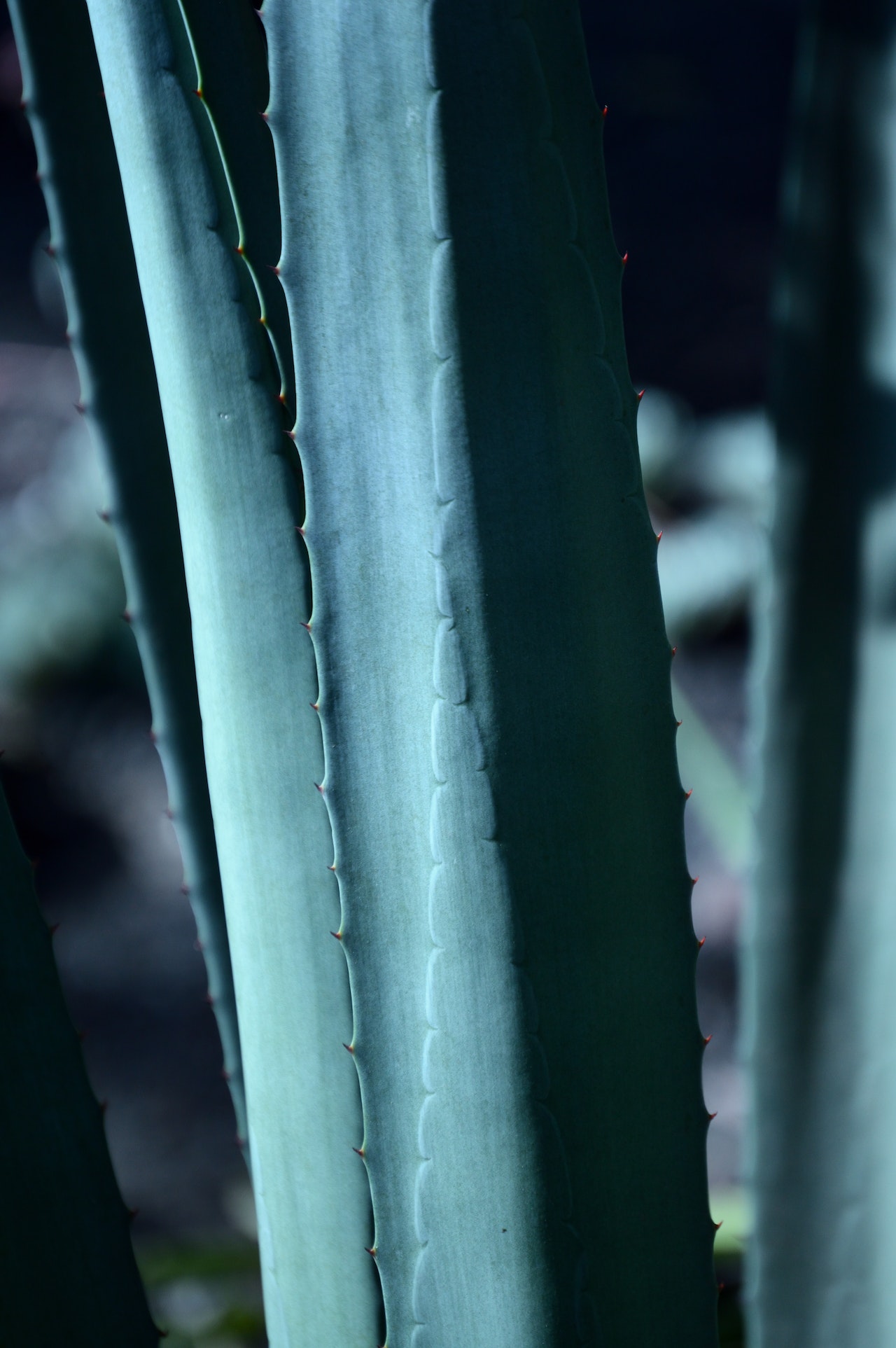 pexels-miguel-á-padriñán-2463392 (1)